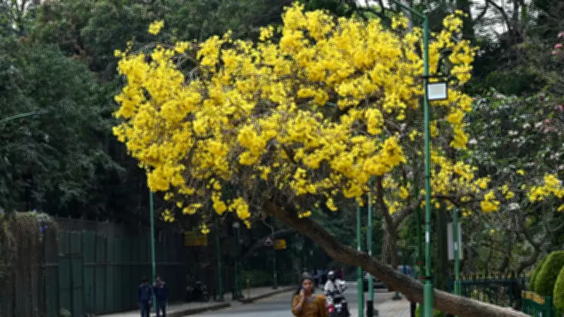 Bengaluru's Green Spaces Suffer from Neglect and Rapid Urbanization