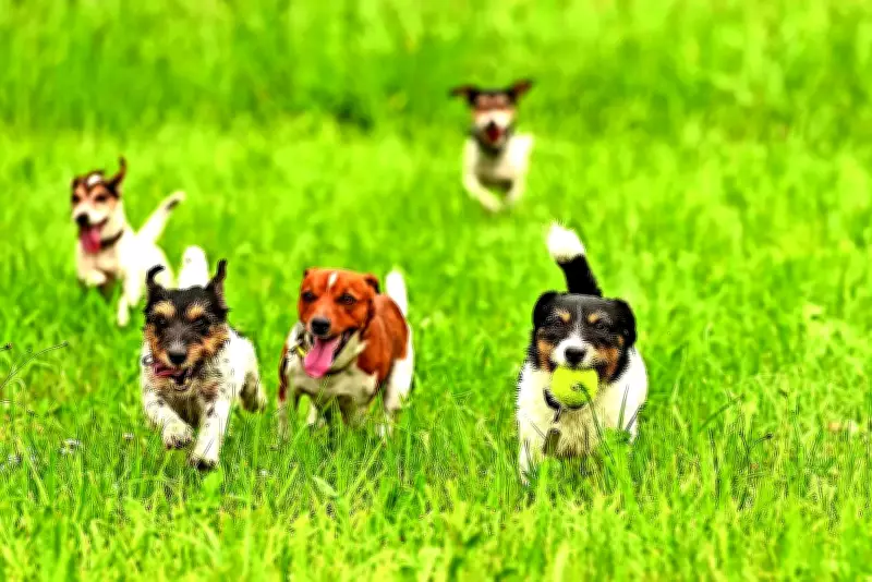 Bengaluru's Pet-Friendly Weekend Scene: Parks, Cafes, and Day Camps