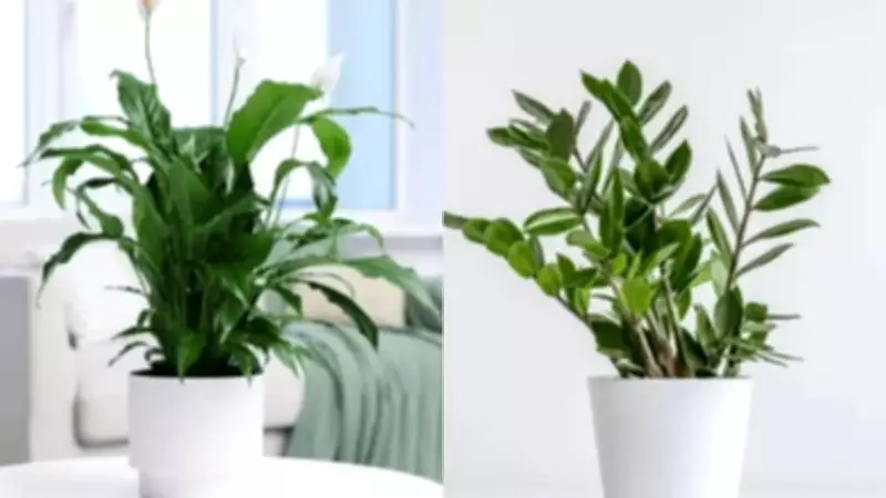 Best Desk Plants for Positive Energy: Boost Mood and Productivity at Work