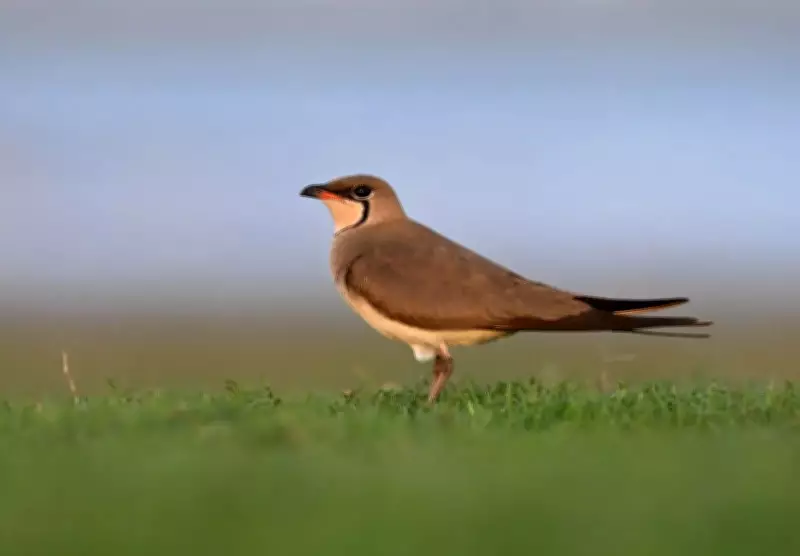 Bhigwan Wetlands Thrive as Summer Heat Boosts Bird Activity
