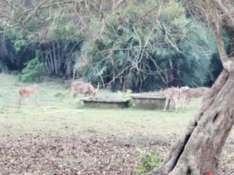 Bhitarkanika National Park Makes Special Arrangements to Provide Water to Animals as Mercury Crosses 40°C