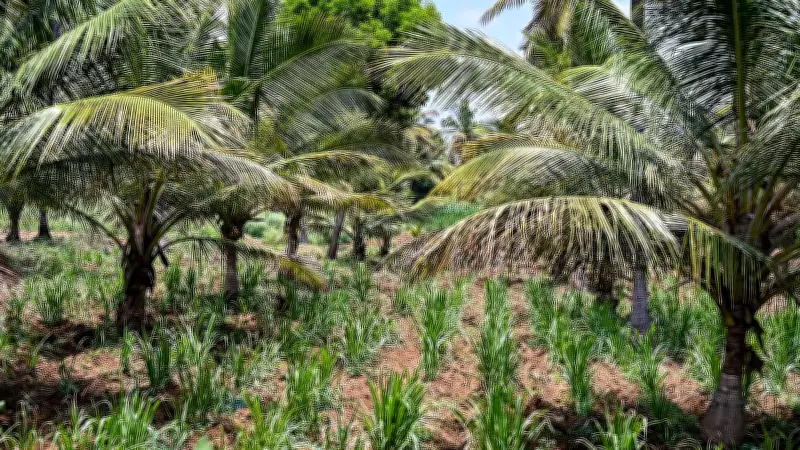 Bidadi Township Land Acquisition Threatens Small Farmers' Livelihoods