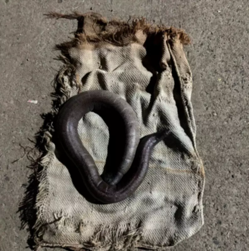 Bidar Forest Dept Seizes Rare Red Sand Boa Snake, Arrests Three Smugglers