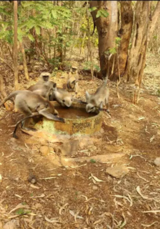 Bidar Youths Place Water Containers in Forests for Wildlife This Summer