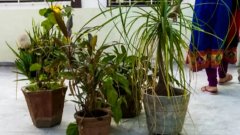 Biggest Mistakes Indians Make When Starting a Terrace Garden