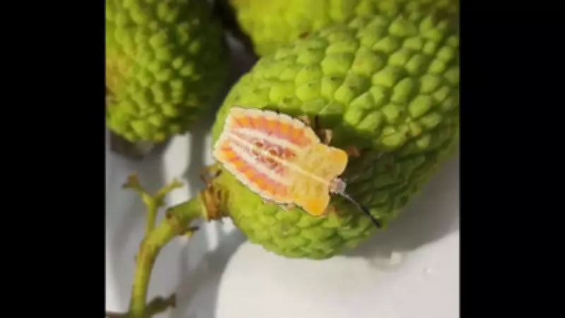 Bihar Forms Task Force to Combat Invasive Litchi Stink Bug Threat