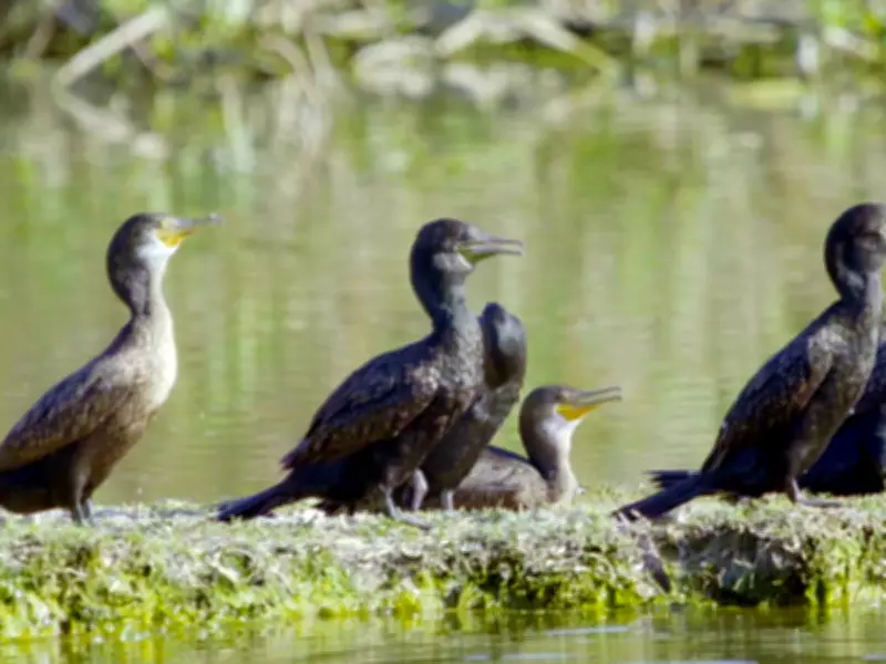 Bihar State Biodiversity Board Marks International Biological Diversity Day
