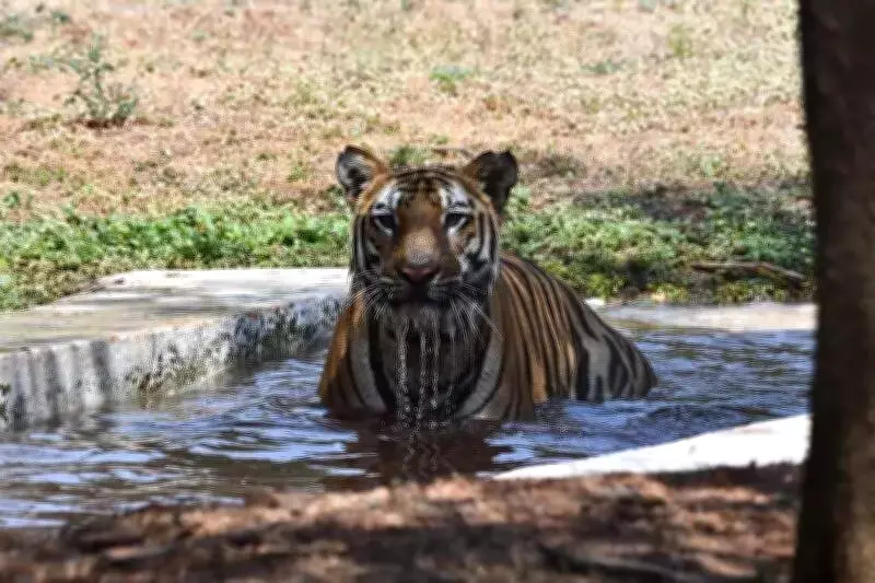 Binkadakatti Zoo in Gadag Takes Measures to Protect Animals from Heat Stroke