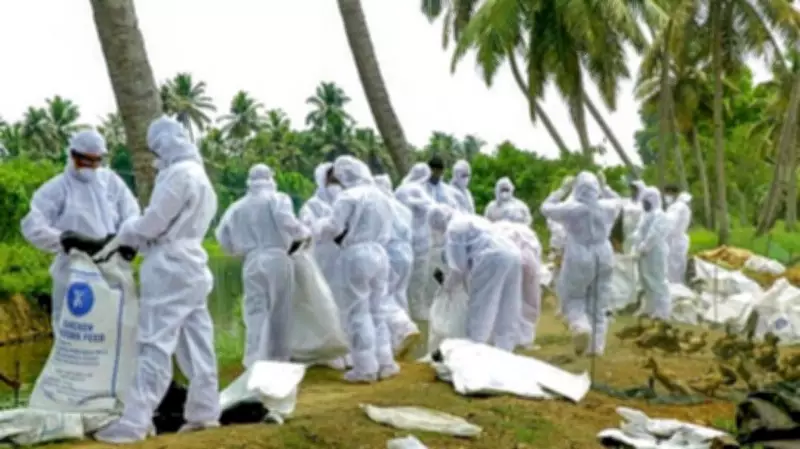 Bird Flu Outbreak in Maharashtra's Navapur, Culling Underway