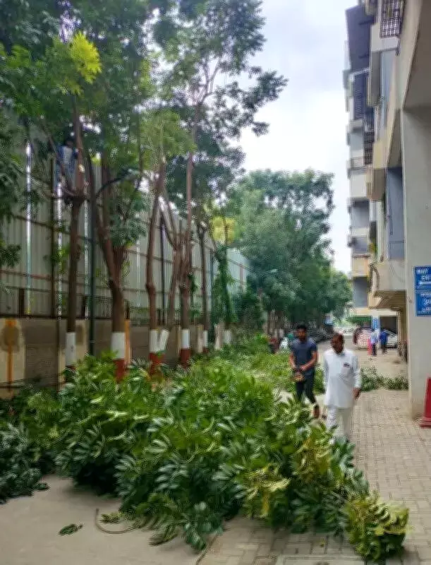 BJP MLA Urges PCMC to Trim Trees in Housing Societies, Civic Body Cites Challenges