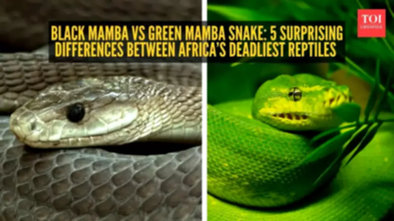 Black Mamba vs Green Mamba: 5 Key Differences Beyond Color and Fear