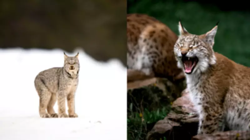 Bobcat vs Lynx: Key Differences Between These Similar Wild Cats