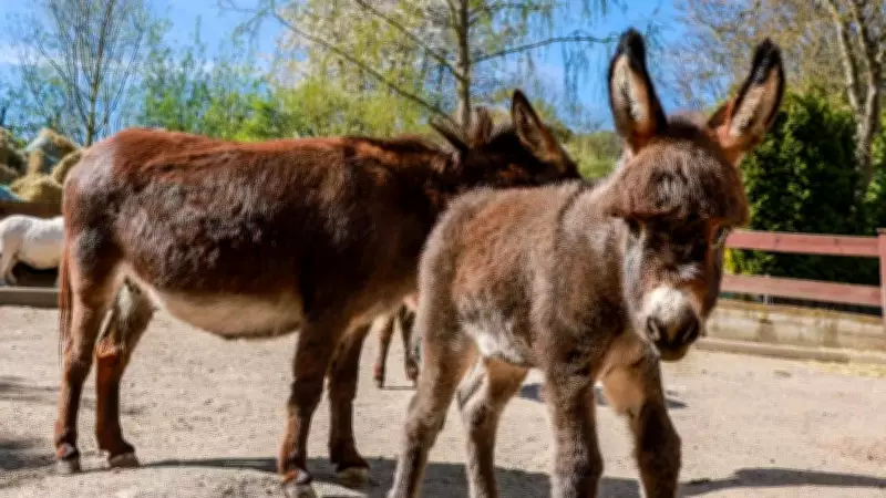 Brazil Develops Lab-Grown Donkey Collagen to Save Donkeys from Extinction