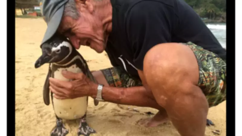 Brazilian Penguin Returns Yearly to Visit Man Who Saved Its Life