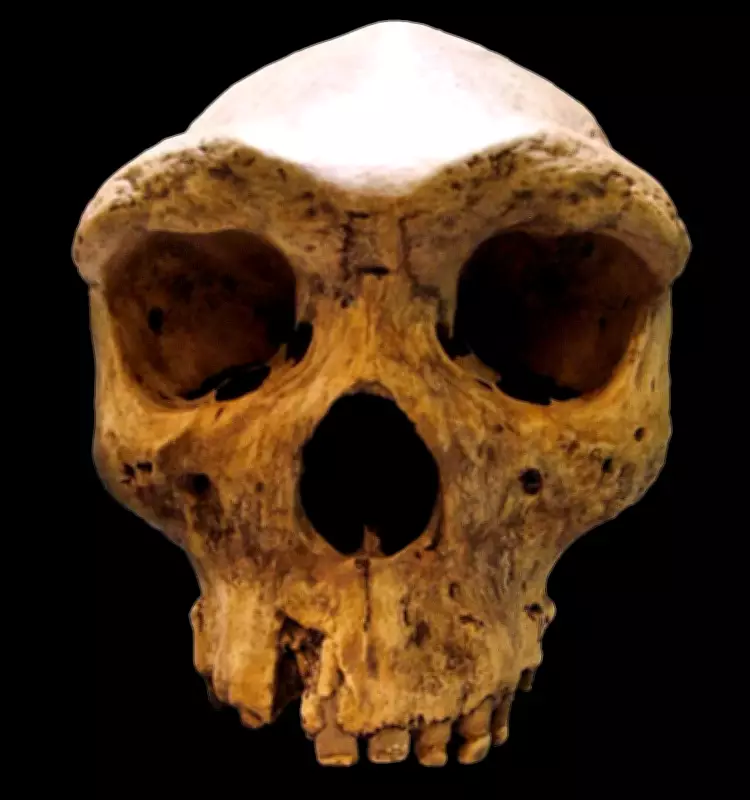 Broken Hill Skull Rewrites Human Evolution: New Dating Reveals Coexistence with Homo Sapiens