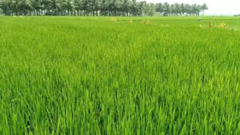 CACP Flags Rice Stock Surge Due to State Bonuses Over MSP