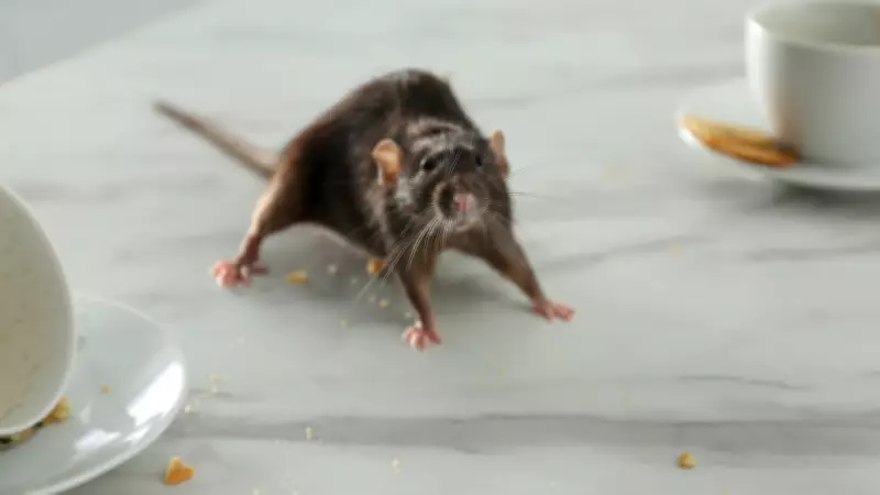Can Common Mice Found in Homes and Gardens Spread Hantavirus?