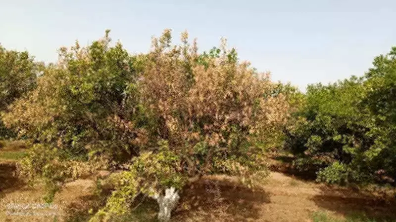 Canal water suspension in Punjab's kinnow belt worries orchard owners