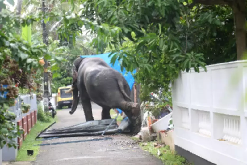 Captive Elephant Runs Amok in Thrissur, Destroys Vehicles and Houses