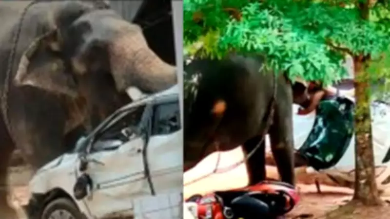 Captive Elephant Turns Violent at Kerala Temple, Kills One