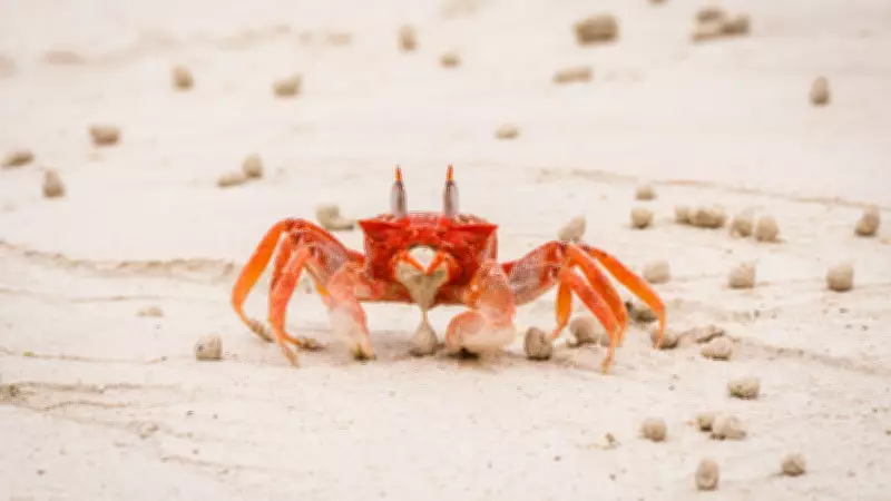 Carcinisation: Why Animals Keep Evolving Into Crabs But Sideways Walking Evolved Only Once