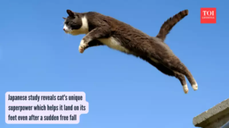 Cats' Spine Superpower: Why They Always Land on Their Feet Revealed