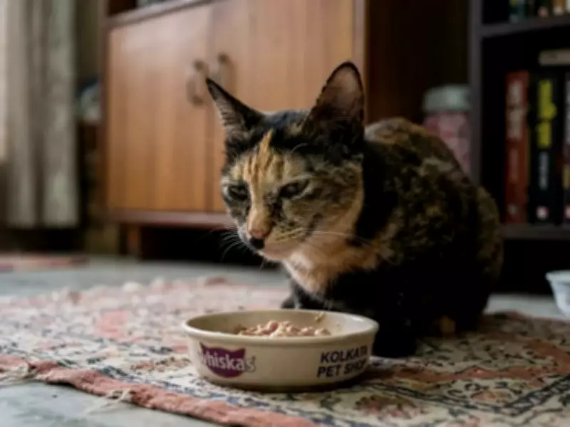 Cats Stop Eating Due to Smell Habituation, Not Fullness, Study Finds