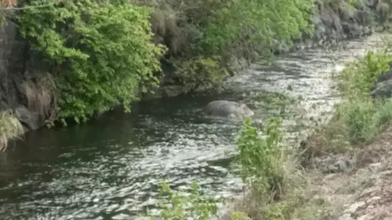 Celebrated Tusker Chillikomban Dies After Falling Into Canal in Tamil Nadu