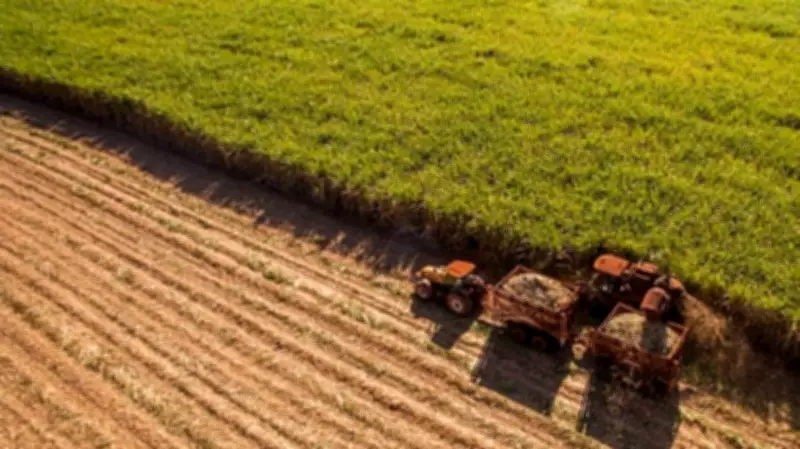 Centre Hikes Sugarcane FRP by Rs 10 to Rs 365 Per Quintal for 2026-27