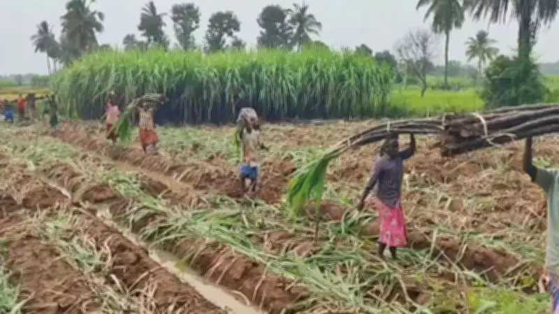 Centre Withdraws Draft Sugarcane Order 2026 After Objections