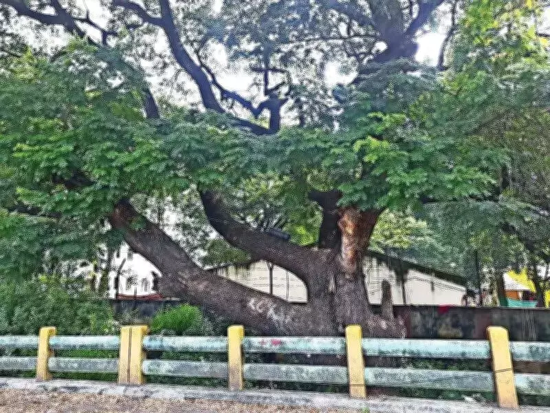 Century-Old Trees Axed Without Warning for Pune Bridge Project