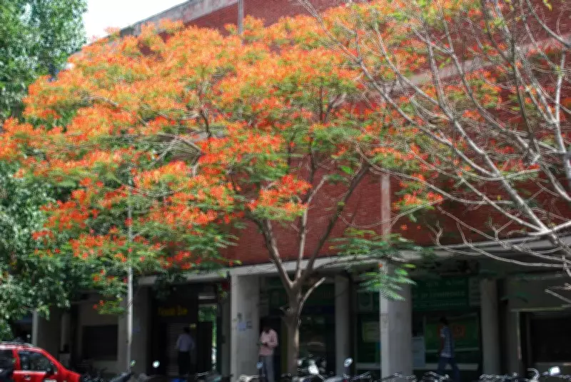 Chandigarh's Summer Spectacle: Gulmohar and Amaltas Bloom in the City Beautiful