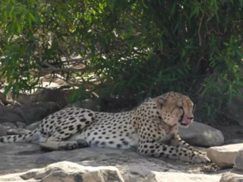 Cheetah KP-3 Rescued Near Rajasthan-MP Border After Six-Week Ordeal