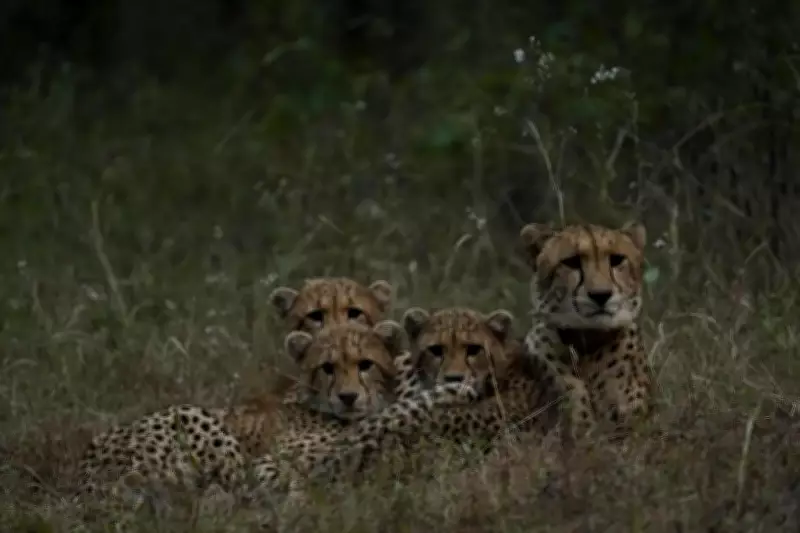 Cheetah Nirva and Her Three Cubs Released into Wild at Kuno National Park