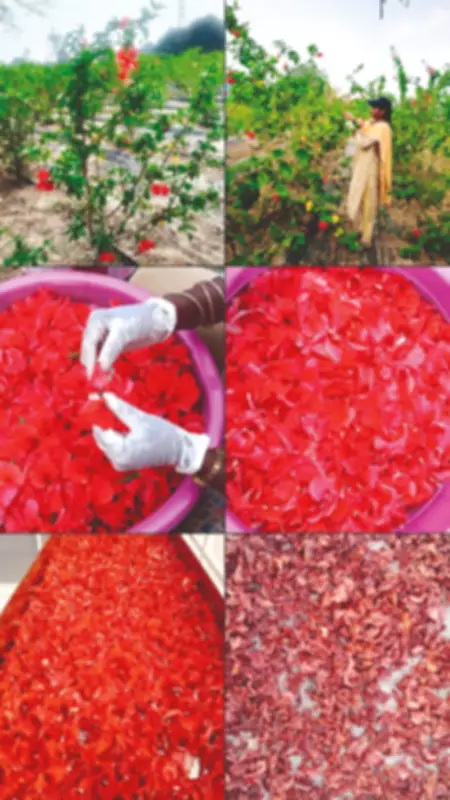 Chengalpet's Hibiscus Farm Produces Herbal Tea Sold Across Tamil Nadu