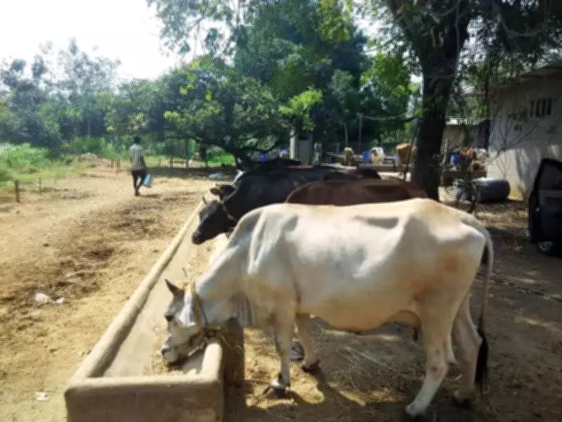 Chennai Corporation to Build Seven New Cattle Sheds Across City