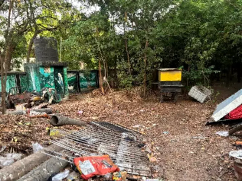 Chennai's Miyawaki Forest Turns Into Safety Hazard for Residents