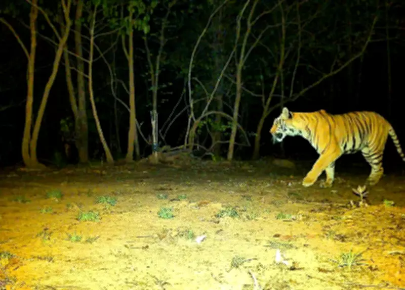 Chhattisgarh Tiger Poaching Plot Foiled: Seven Arrested for Poisoning Stream