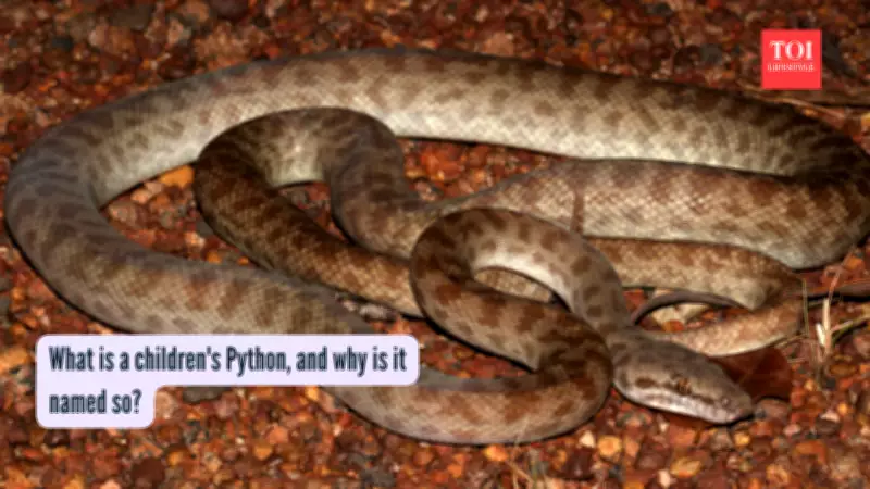 Children's Python: A Non-Venomous Australian Pet Snake with No Fangs