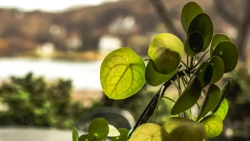 Chinese Money Plant Leaves Reveal Hidden Voronoi Pattern, Scientists Discover