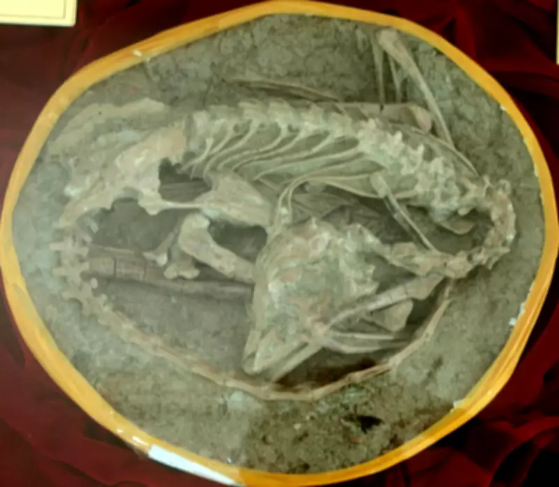 Chinese Pompeii: Volcanic Ash Preserved Dinosaur Communities in Sleeping Poses