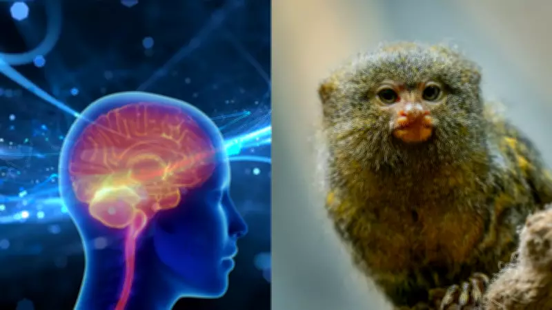 Chinese Scientists Find Human-Like Speech Pathways in Marmoset Brains