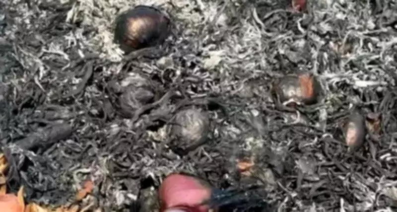 Civil engineer turned farmer burns onion crop after getting 67 paise per kg