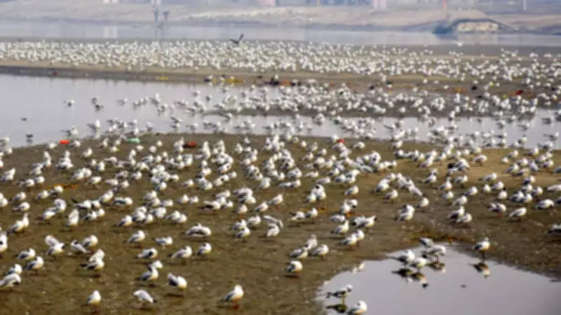 Climate change shrinks seabird habitats, forces longer flights: study