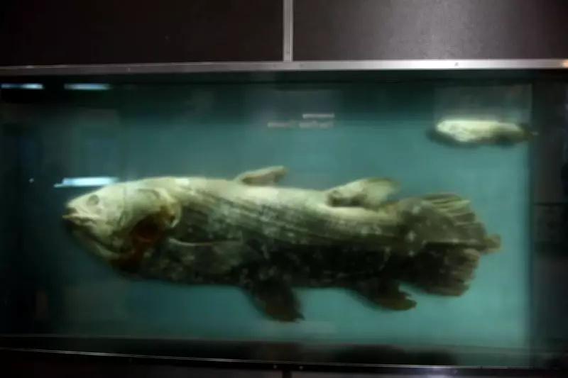Coelacanth Discovery: Living Fossil Rewrites Evolution History