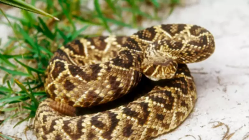 Common Snakes in Florida and How to Keep Them Away from Home and Garden
