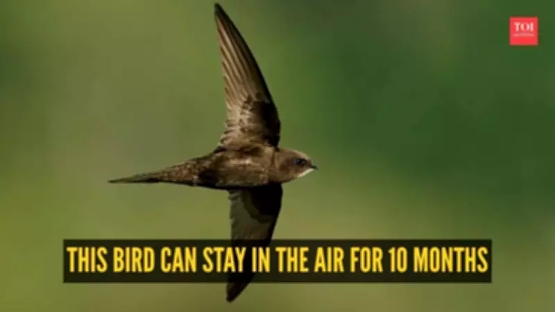 Common Swift: The Bird That Flies for 10 Months Without Landing