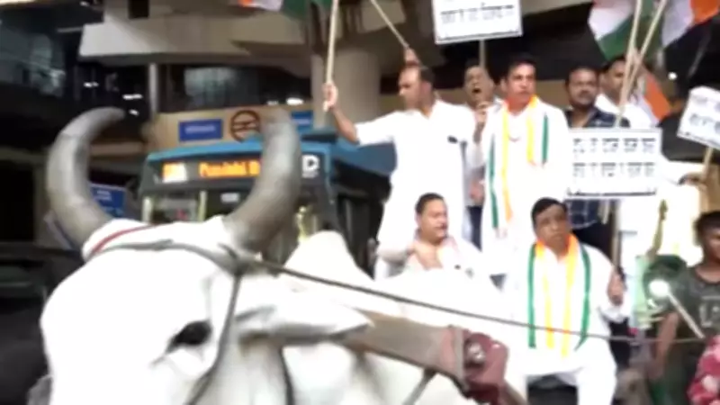 Congress protests rising fuel and milk prices with bullock carts