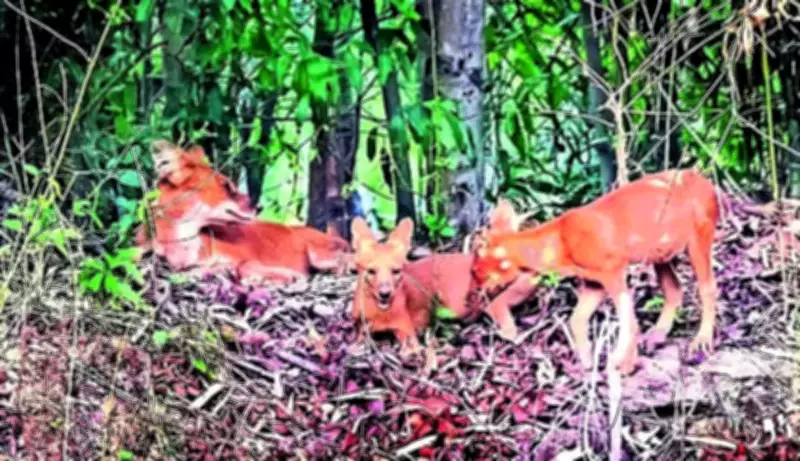 Conservation milestone: Dhole pups spotted in Debrigarh sanctuary