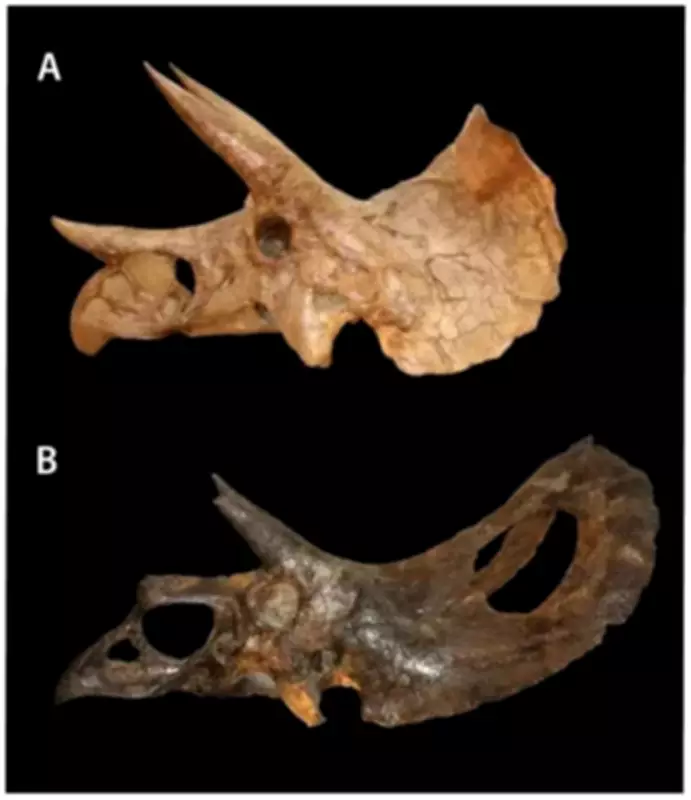 Construction Workers Unearth Rare Torosaurus Fossil in Colorado